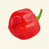 Fresh Red Habanero (5 fruits)